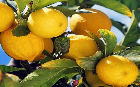 Les Inimitables Citrons de Sorrento