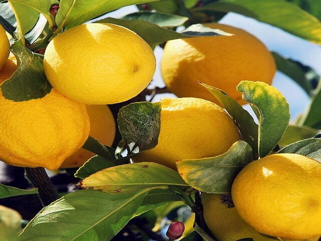 Les Inimitables Citrons de Sorrento