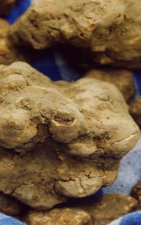 La Truffe de San Miniato: Activités et Manifestations