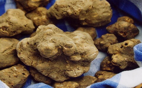 Les meilleures activités et Manifestations pour découvrir la truffe de San Miniato