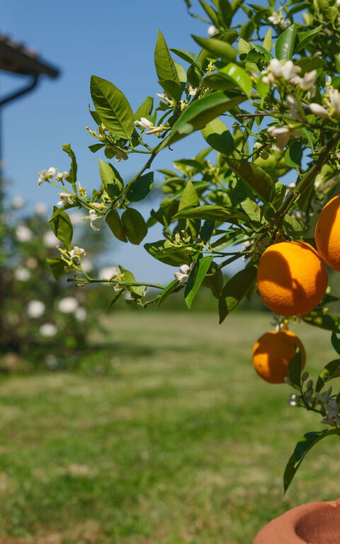 Pozzo Dei Desideri: Extérieur, Extérieurs, Jardin
