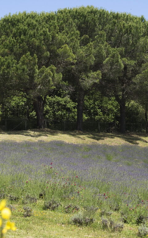 Cornocchio: Jardin, Vues