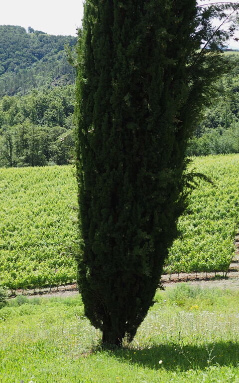 Cornocchio: Jardin, Vues