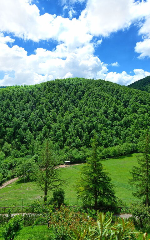 Villa Contessa: Jardin