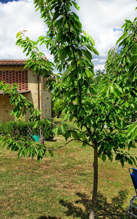 Villa Diletta: Jardin