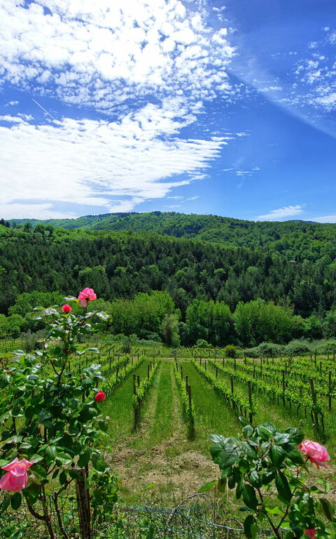 Villa Barbischio: Vues