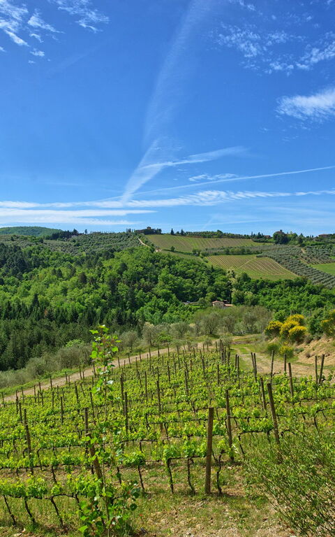 Villa Barbischio: Vues