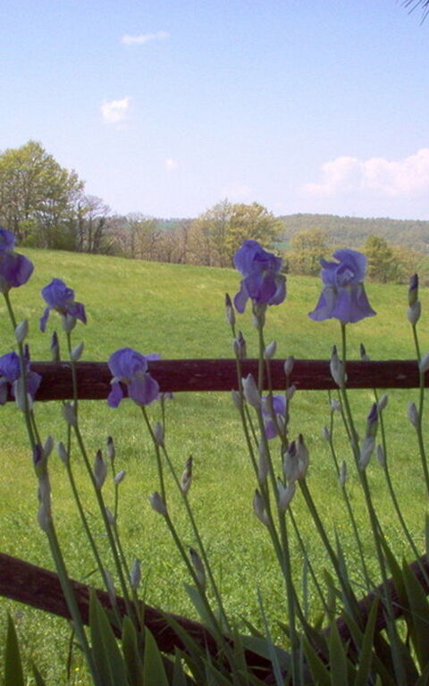 Ginestrella: Extérieur, Jardin