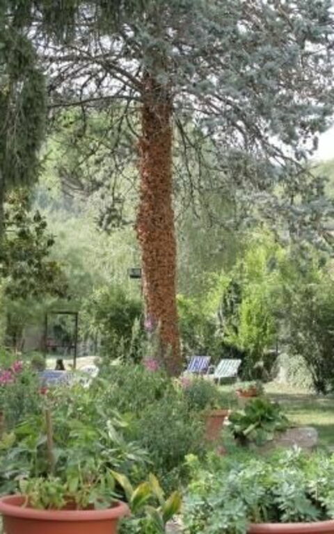 ***villa Contea: Extérieur, Jardin