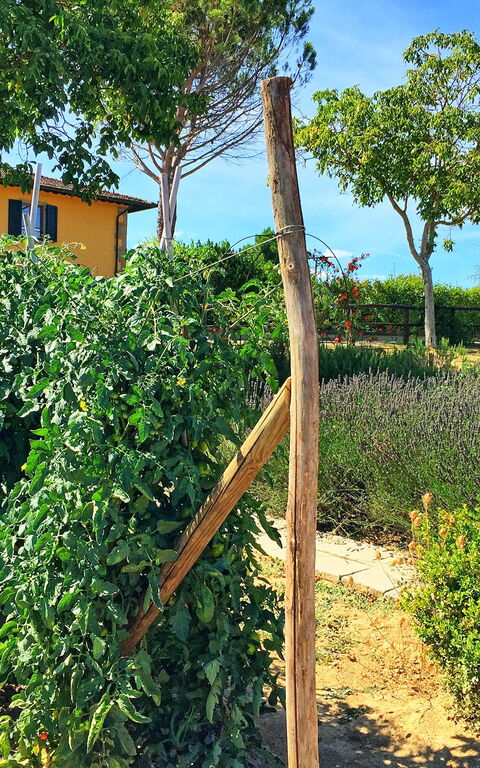 Podere Sant'angelo: Jardin