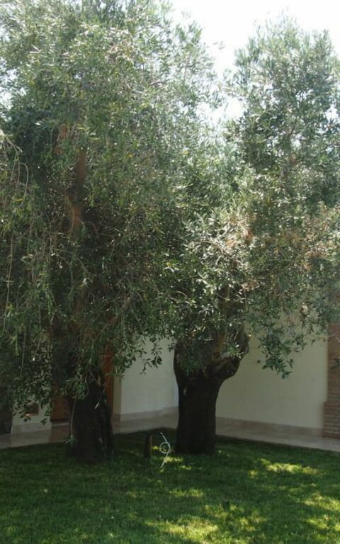 Villa Dei Cipressi: Extérieur, Extérieurs, Jardin