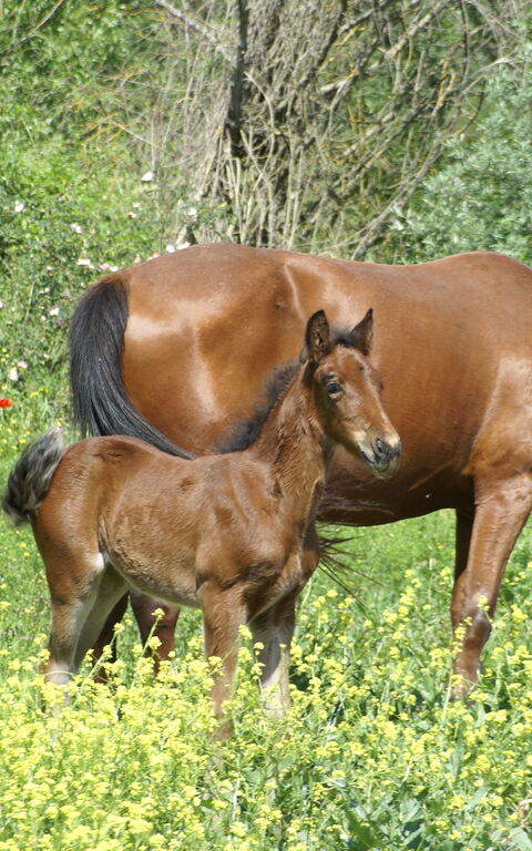 Le Querce Di Campocane: Jardin