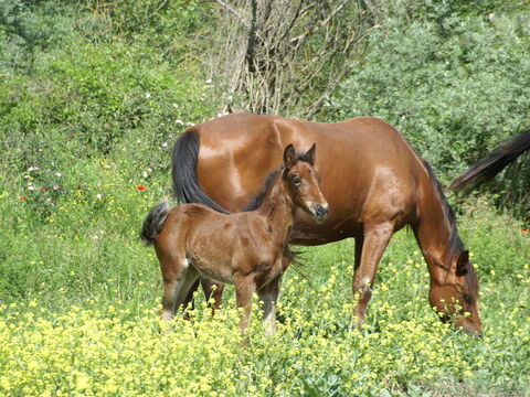 Le Querce Di Campocane