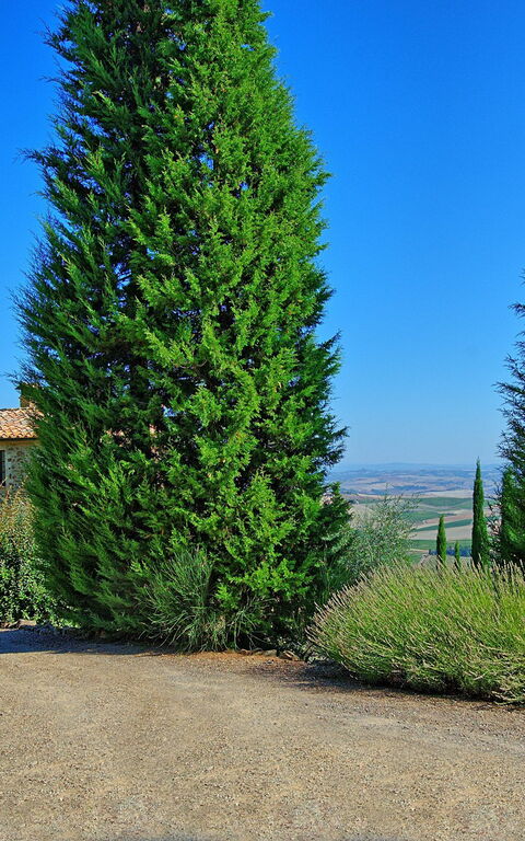 Villa Montalcino: Jardin