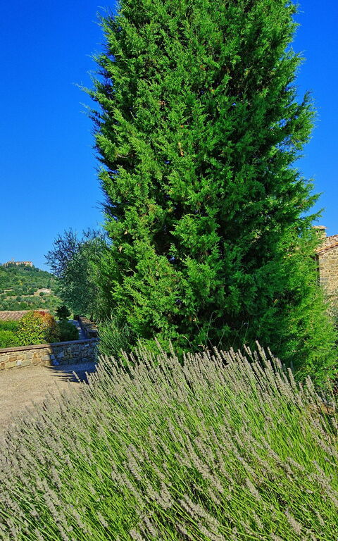 Villa Montalcino: Jardin