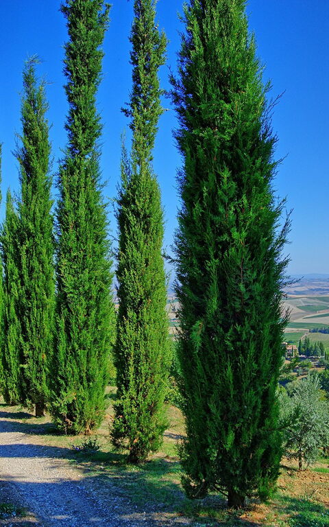 Villa Montalcino: Vues