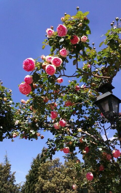 Villa Gaville: Jardin