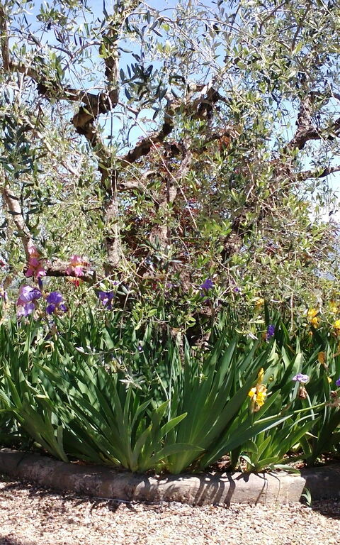 Villa Gaville: Jardin