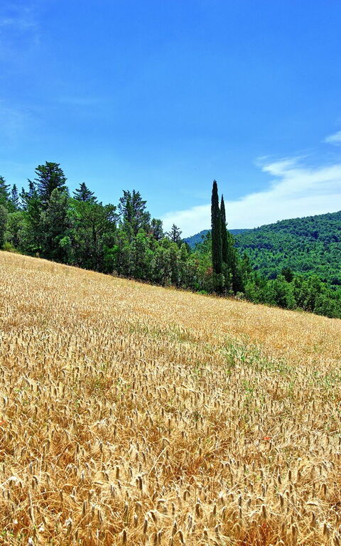 Villa Picchio: Extérieur, Jardin