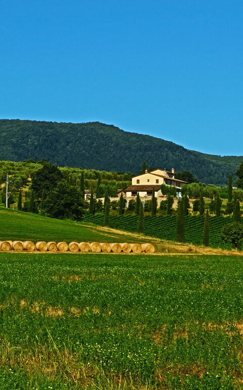 Villa Le Buche: Vues