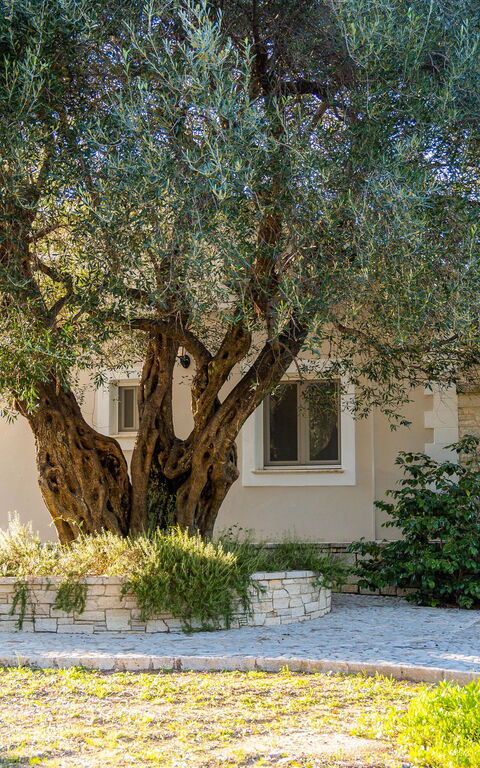 Villa Dimitris: Jardin