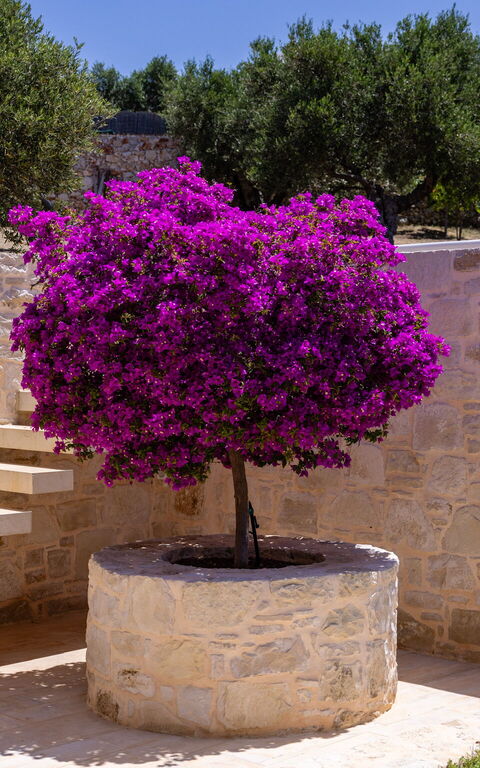 Villa Bluewhite: Extérieur, Jardin