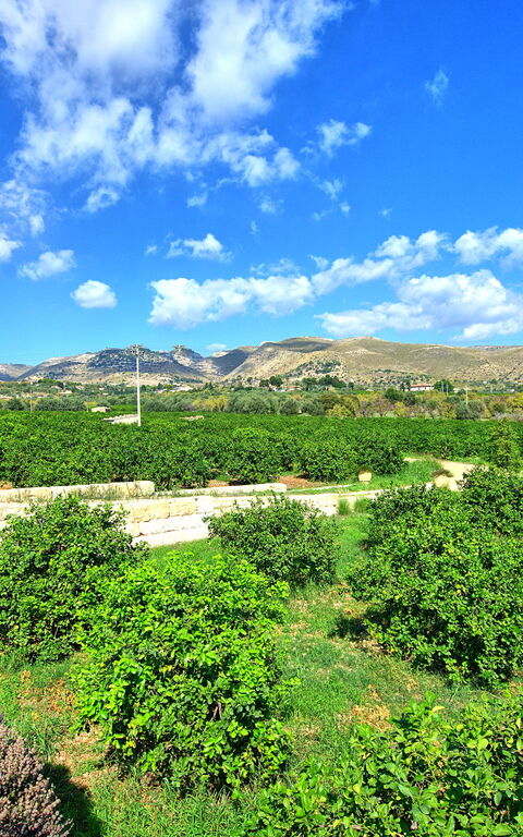 Tenuta Olearum: Été, Extérieur, Vues