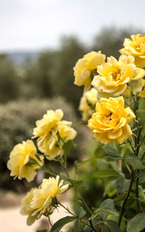 Villa Chiugi: Extérieur