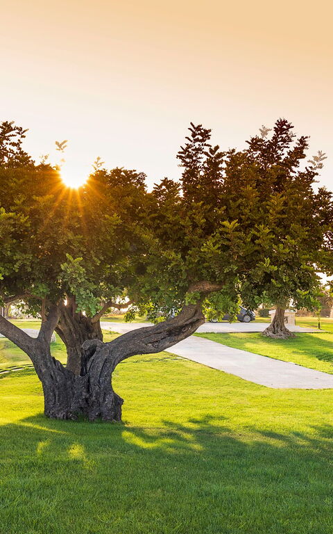 Villa Colleverde: Jardin