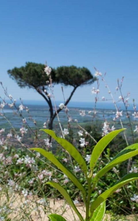 Casarosa Di Mariasole: Été, Extérieur