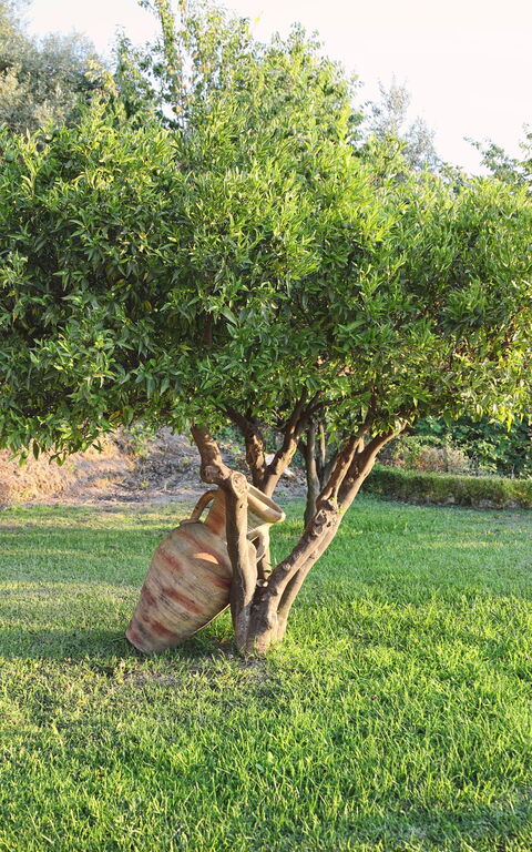 Villa Malu: Extérieur, Extérieurs, Jardin