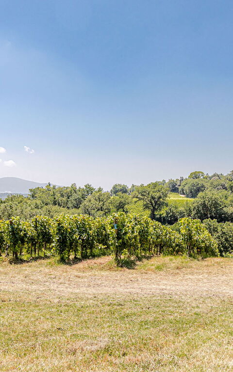 Chateau La Siroque: Extérieur, Extérieurs, Vues