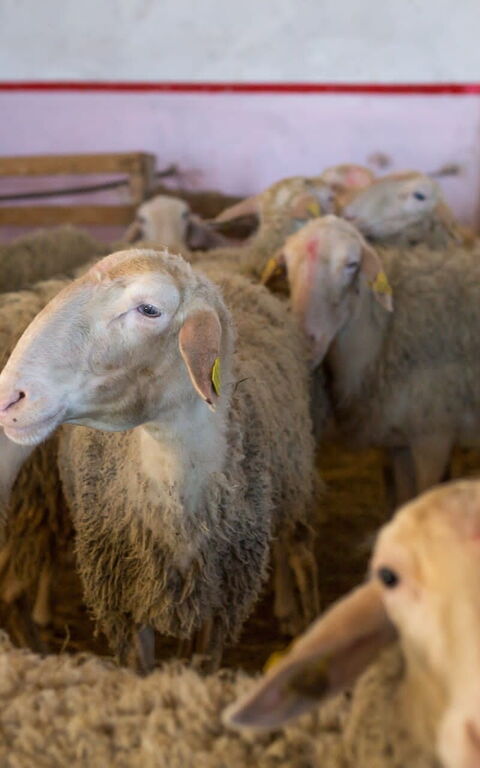 Casale Della Torre: Animaux