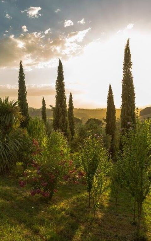 Leccino: Extérieur, Extérieurs, Jardin, Vues