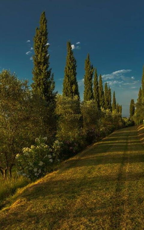 Leccino: Extérieur, Extérieurs, Jardin, Vues