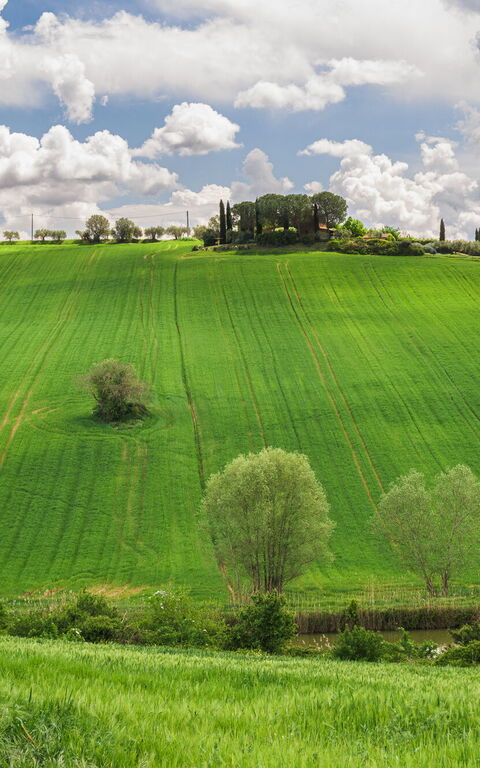 Villa la Contea: Vues