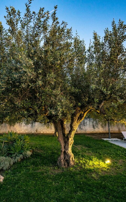 Villa Virginia: Extérieur, Extérieurs, Jardin