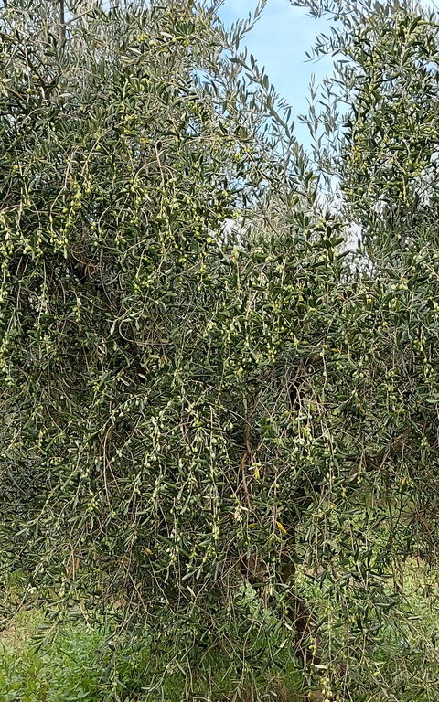 Podere Peteglia: Vues