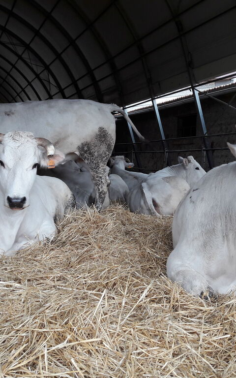 Podere Peteglia: Activités, Animaux