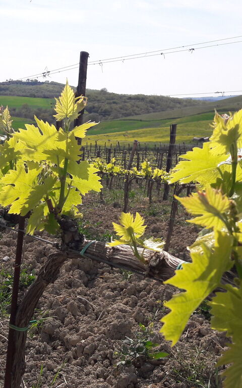 Podere Peteglia: Vues