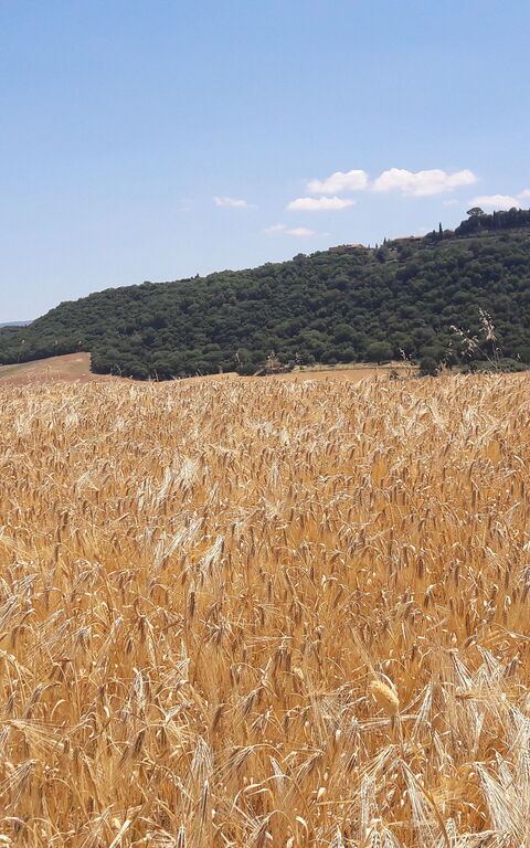 Podere Peteglia: Vues