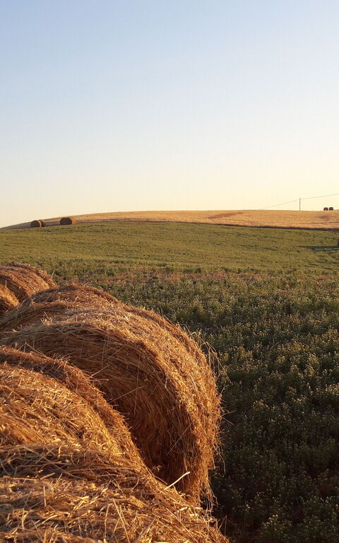Podere Peteglia: Vues