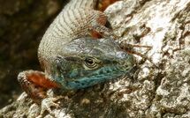 Photo de Beach Villa Joanna Faite par un Client