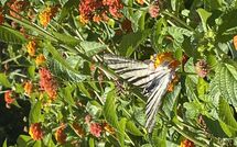 Photo de Beach Villa Blue Faite par un Client