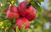 Photo de Casarosa di Mariasole Faite par un Client